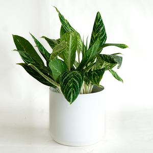 Aglaonema Golden Madonna 6"