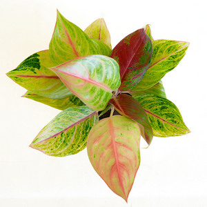 Aglaonema 'Golden Papaya' 5"