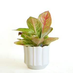 Aglaonema 'Golden Papaya' 5"