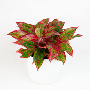 Aglaonema 'Mischa' 6"