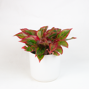 Aglaonema 'Mischa' 6"