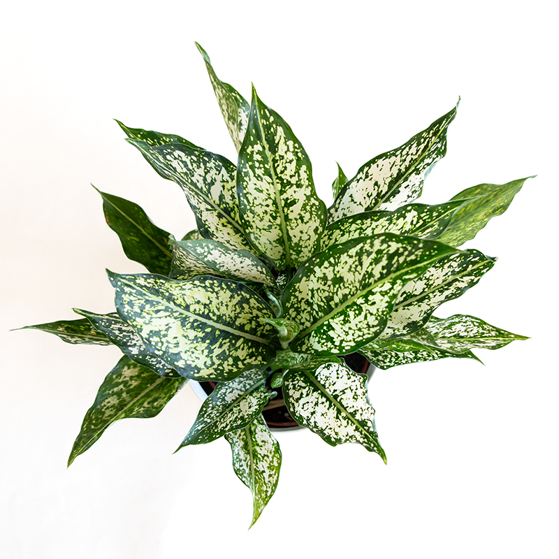 Aglaonema 'Osaka' 6"
