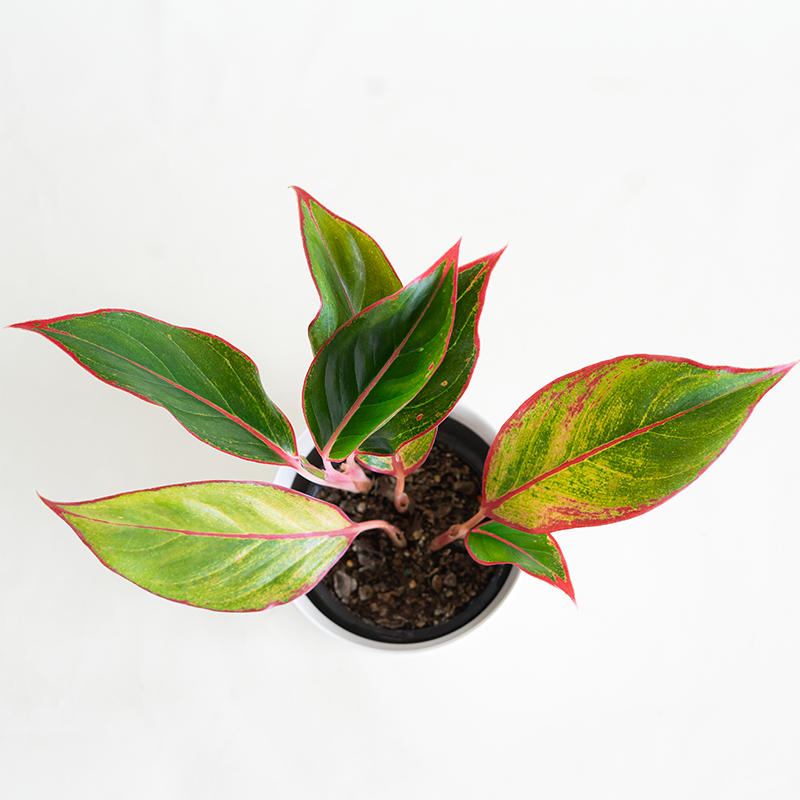 Aglaonema 'Siam Red' 4"