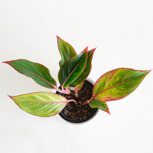 Aglaonema 'Siam Red' 4"