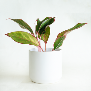 Aglaonema 'Siam Red' 4"