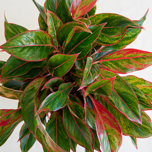 Aglaonema 'Siam' 8"
