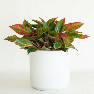 Aglaonema 'Siam' 8"