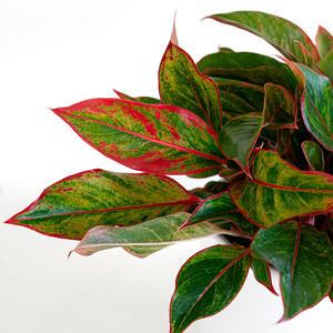 Aglaonema 'Siam' 8"