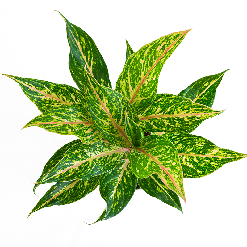 Aglaonema 'Sparkling Sarah' 6"