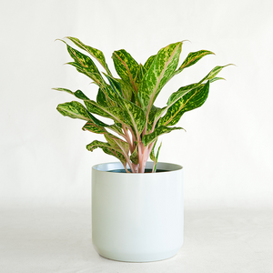 Aglaonema 'Sparkling Sarah' 6"