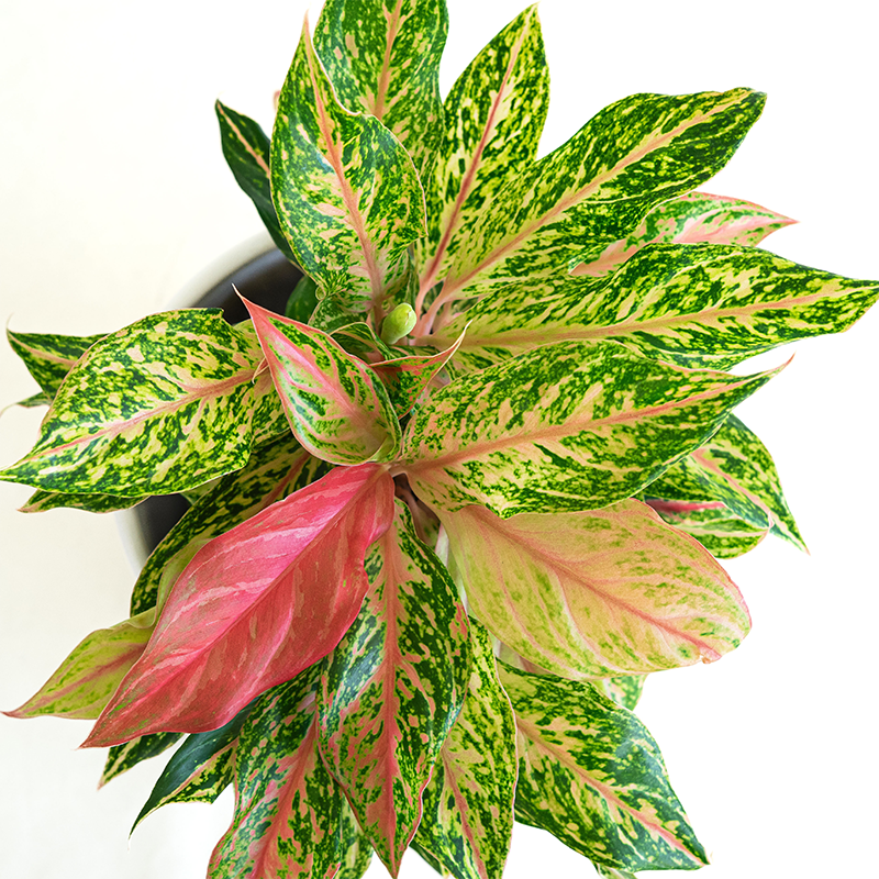 Aglaonema 'Sparkling Sarah' 8"