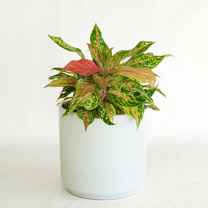 Aglaonema 'Sparkling Sarah' 8"