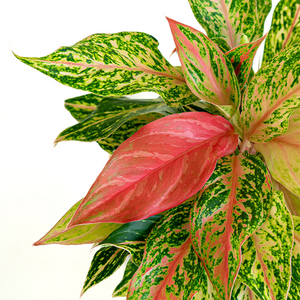 Aglaonema 'Sparkling Sarah' 8"