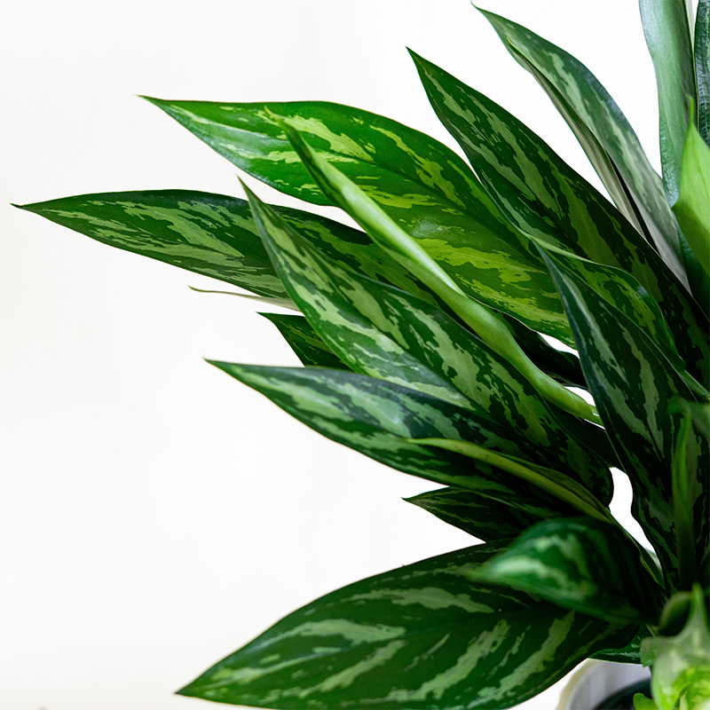 Aglaonema Tigress 6"