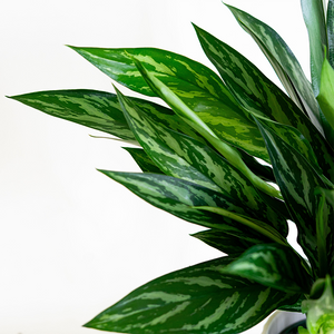 Aglaonema Tigress 6"
