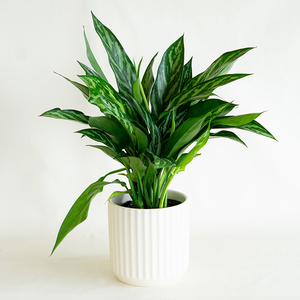 Aglaonema Tigress 6"