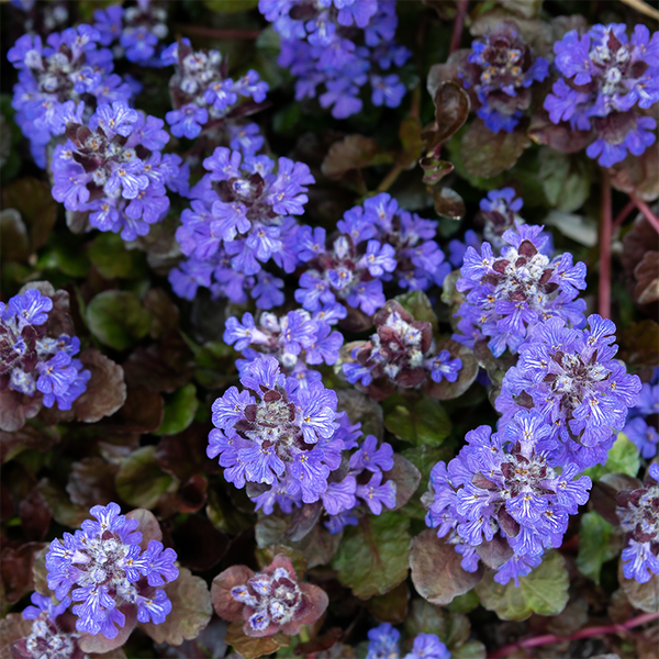 Ajuga rep 'Black Scallop' Q01 - Bowood Farms