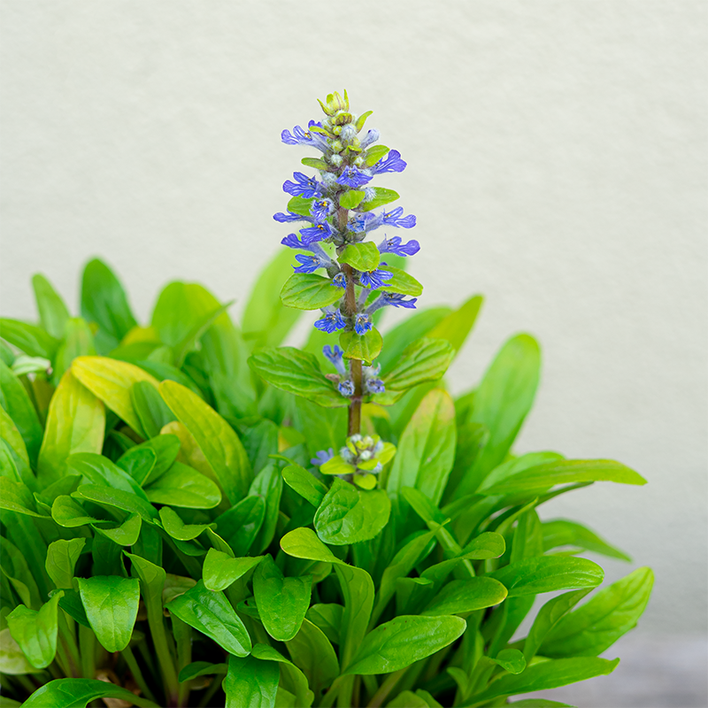 Ajuga ten 'Cordial Canary' Q01