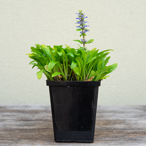Ajuga ten 'Cordial Canary' Q01