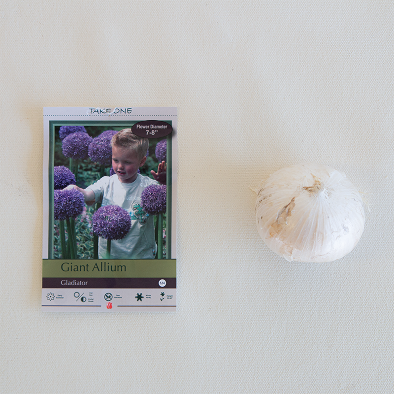 Allium 'Gladiator' Bulb Pk/2