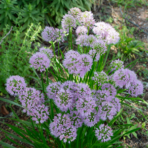 Allium 'Millenium' G01