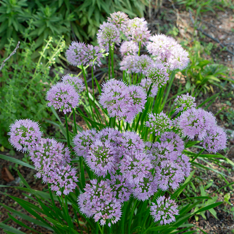 Allium 'Millenium' G01
