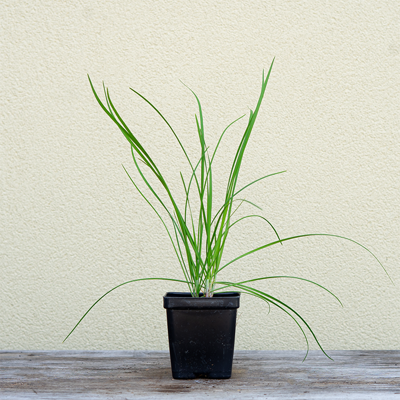 Allium tub 'Garlic Geisha' 3.5"