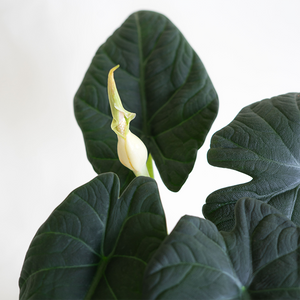 Alocasia 'Maharani' 6"