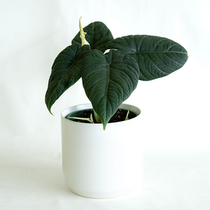 Alocasia 'Maharani' 6"