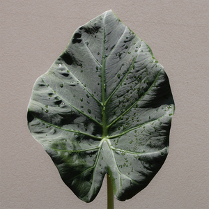 Alocasia 'Regal Shields' #1