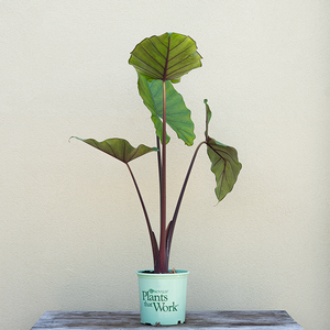 Alocasia 'Sumo' #1