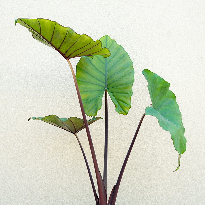 Alocasia 'Sumo' #1