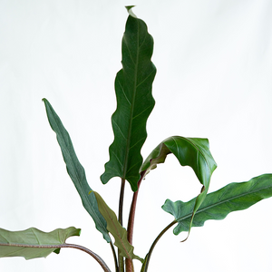 Alocasia lauterbachiana 6"