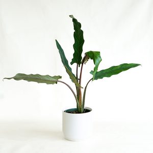 Alocasia lauterbachiana 6"