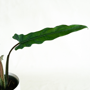 Alocasia lauterbachiana 6"