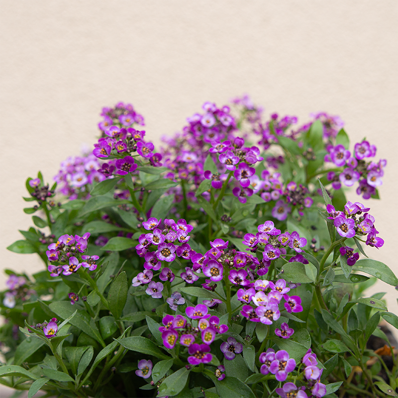 Alyssum Purple 6 Pack