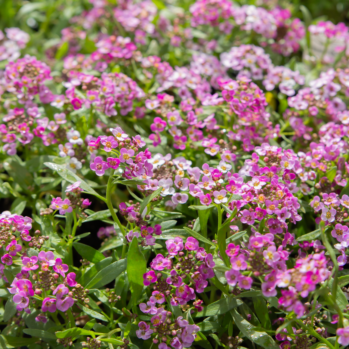 Alyssum Mix 6 Pack