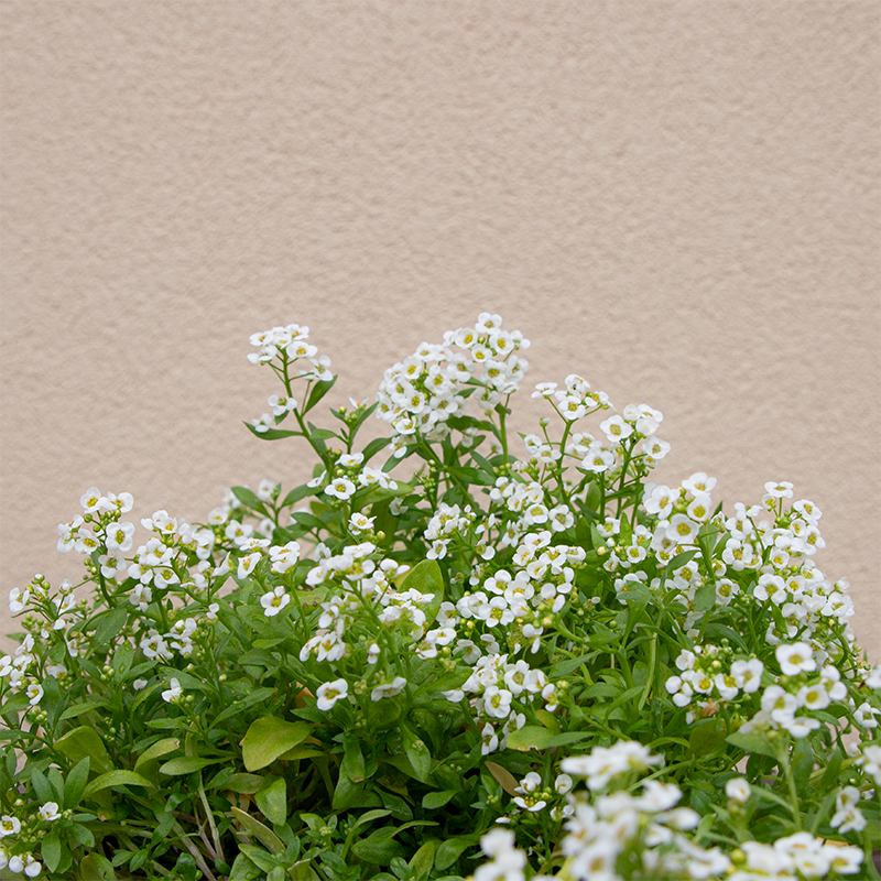 Alyssum White 6 Pack