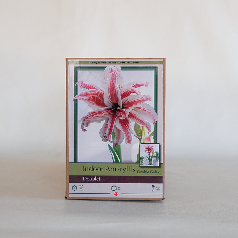 Amaryllis 'Doublet' Bulb