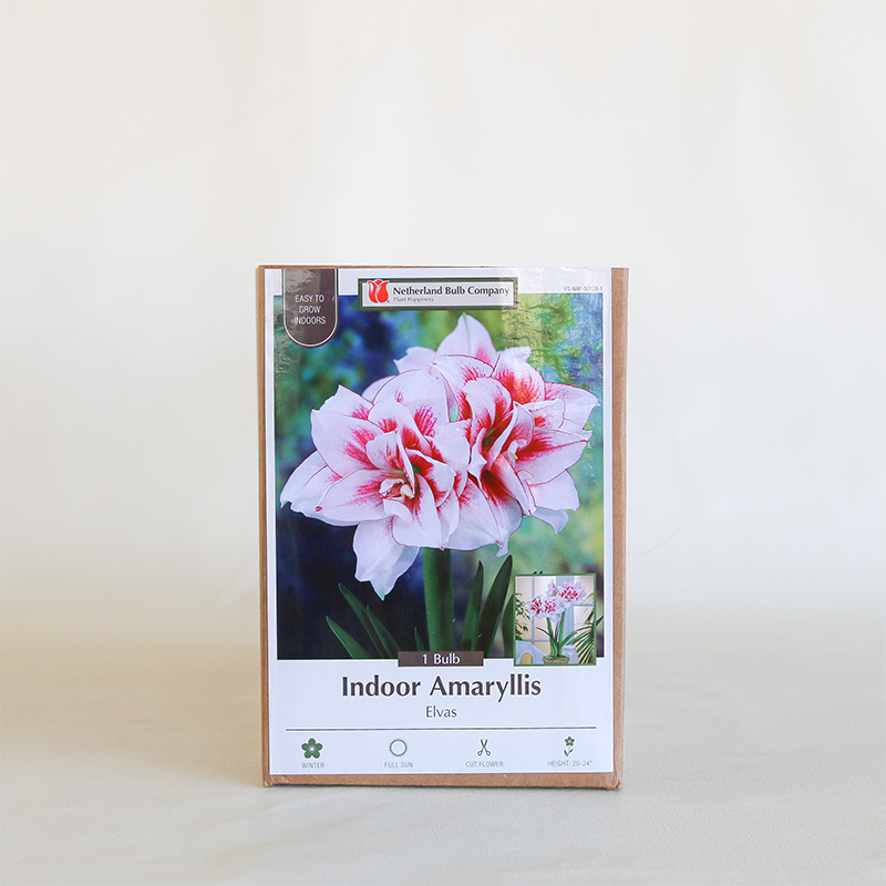 Amaryllis 'Elvas' Bulb