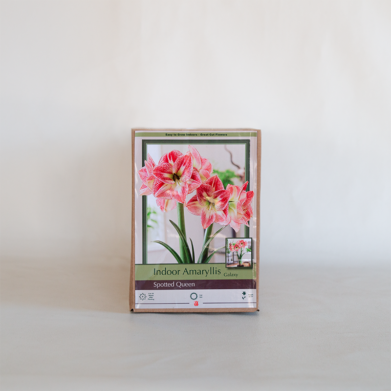 Amaryllis 'Spotted Queen' Bulb