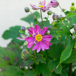 Anemone 'Curtain Call Deep Rose' G01