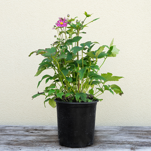 Anemone 'Curtain Call Deep Rose' G01