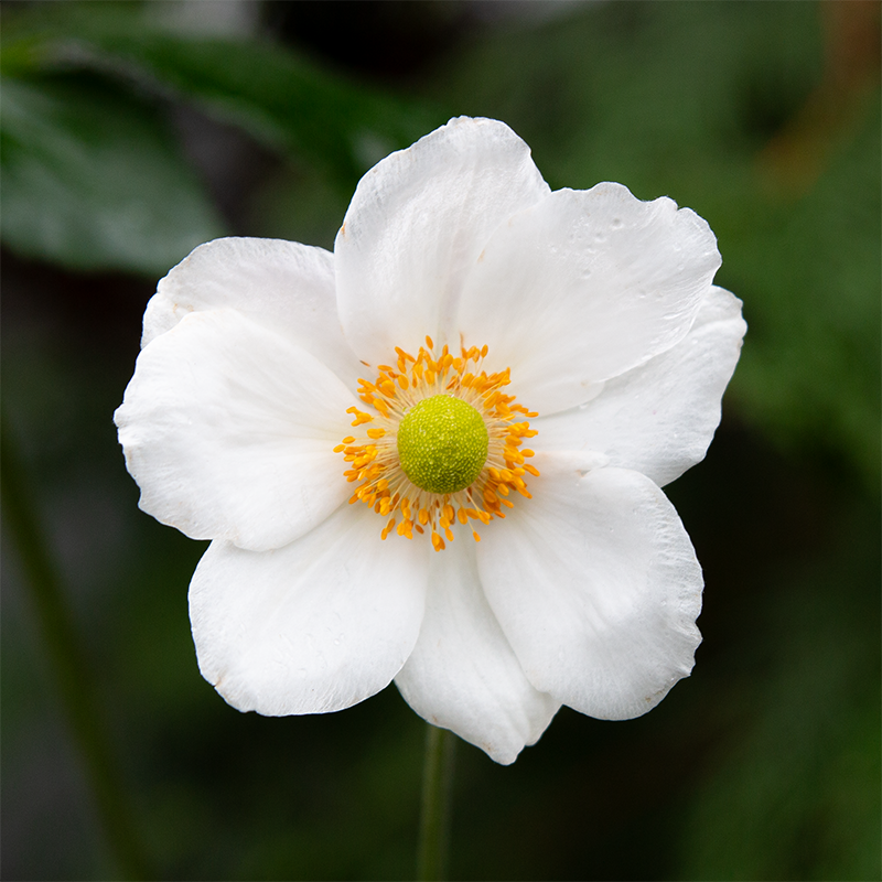 Anemone 'Honorine Jobert' G01