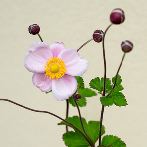 Anemone hup 'September Charm' G01