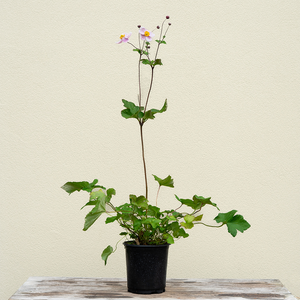 Anemone hup 'September Charm' G01