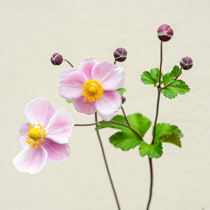 Anemone hup 'September Charm' G01