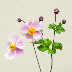 Anemone hup 'September Charm' G01