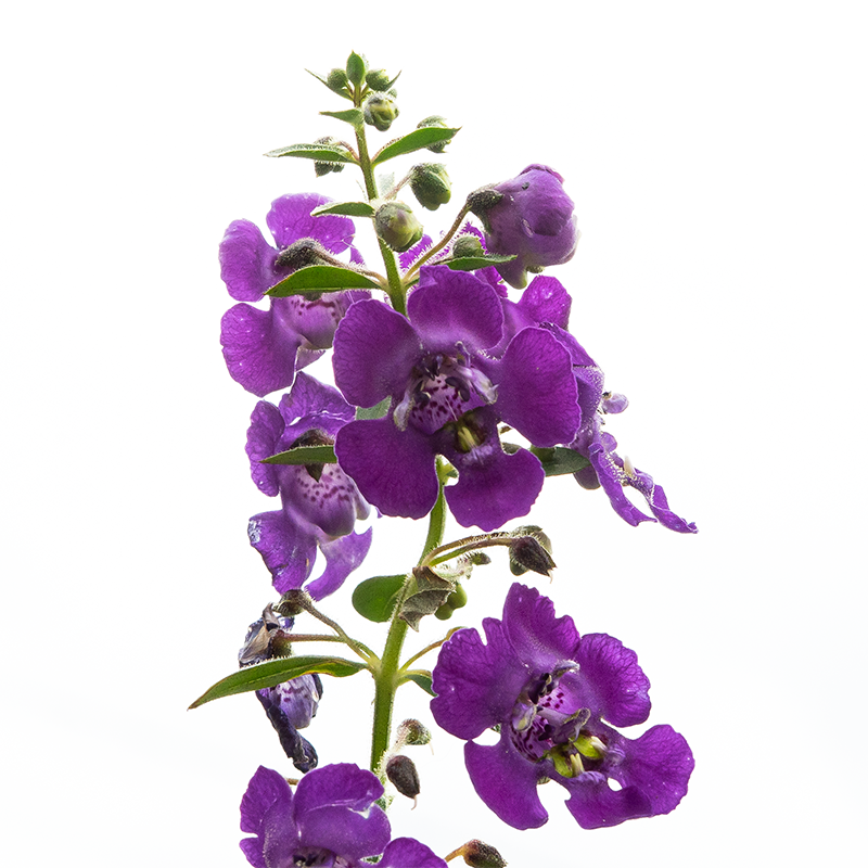 Angelonia 'Angelface Blue' 6"