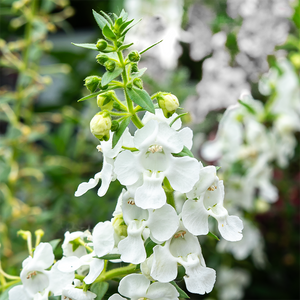 Angelonia 'Angelface White' 6"